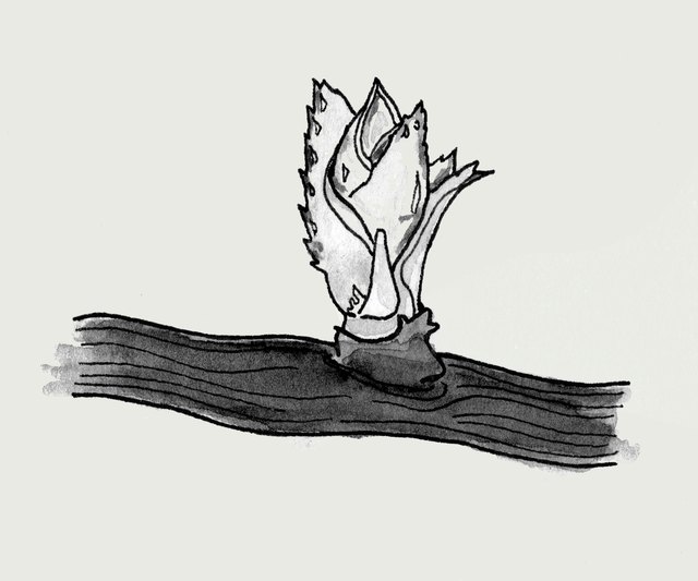 Ink sketch of a vine bud breaking open on a cane.