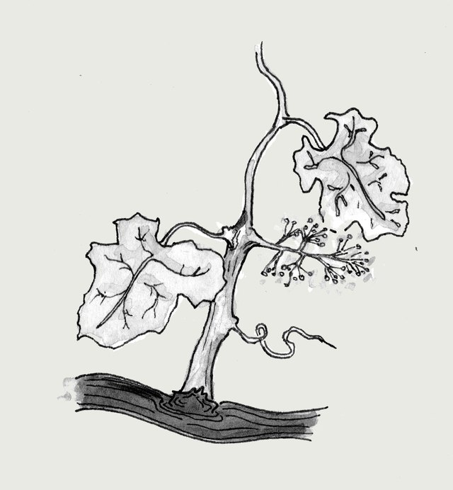 Ink sketch of a young shoot with leaves, a tendril and a flower cluster.