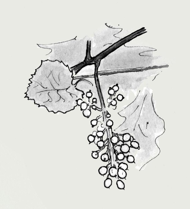 Ink sketch of a cane with leaves and a cluster of small green berries.