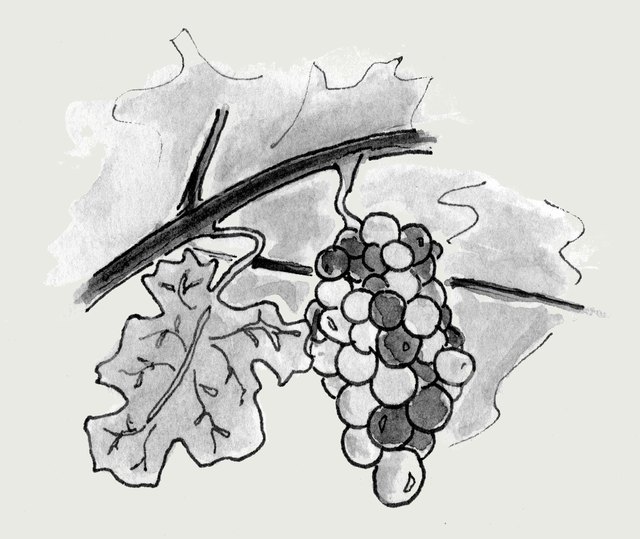 Ink sketch of a grape cluster turning color, some berries dark and some still pale.