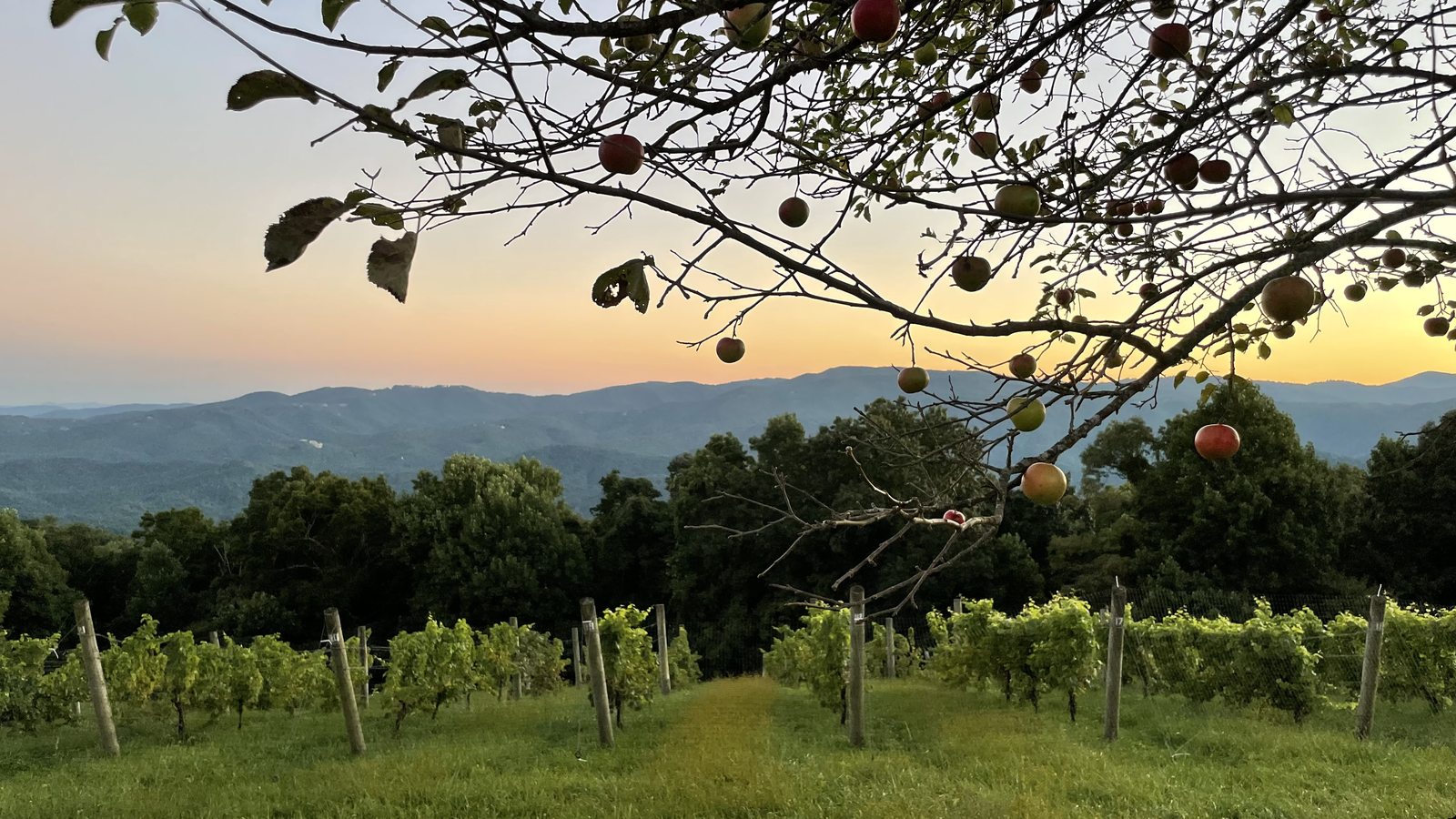 Vineyard rows at sunset under the branches of an apple tree hung with red fruit, layered blue ridges fading into an orange sky beyond.