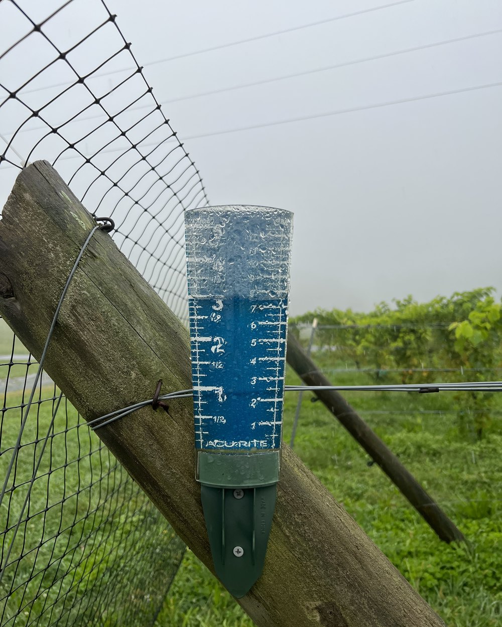 A rain gauge wired to a leaning fence post, half full of water, with vine rows and deer fence fading into fog behind it.