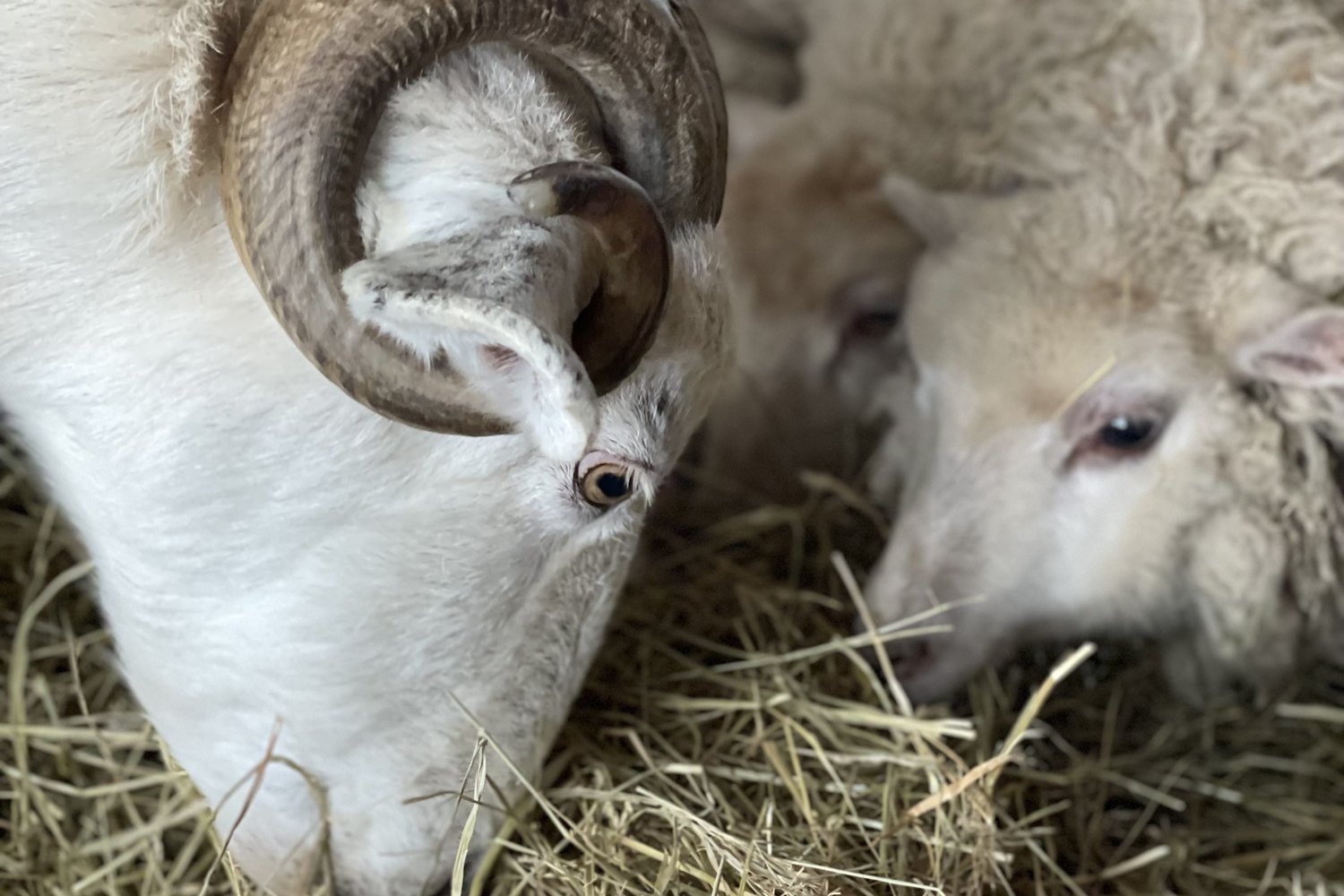 A white ram with heavy curled horns and a woolly ewe, heads down together in a bed of hay.