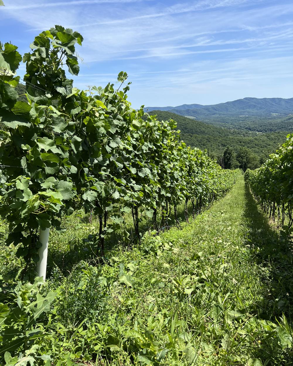 A grassy alley between two rows of full summer vines, running downhill toward a wooded valley and blue mountains under a clear sky.