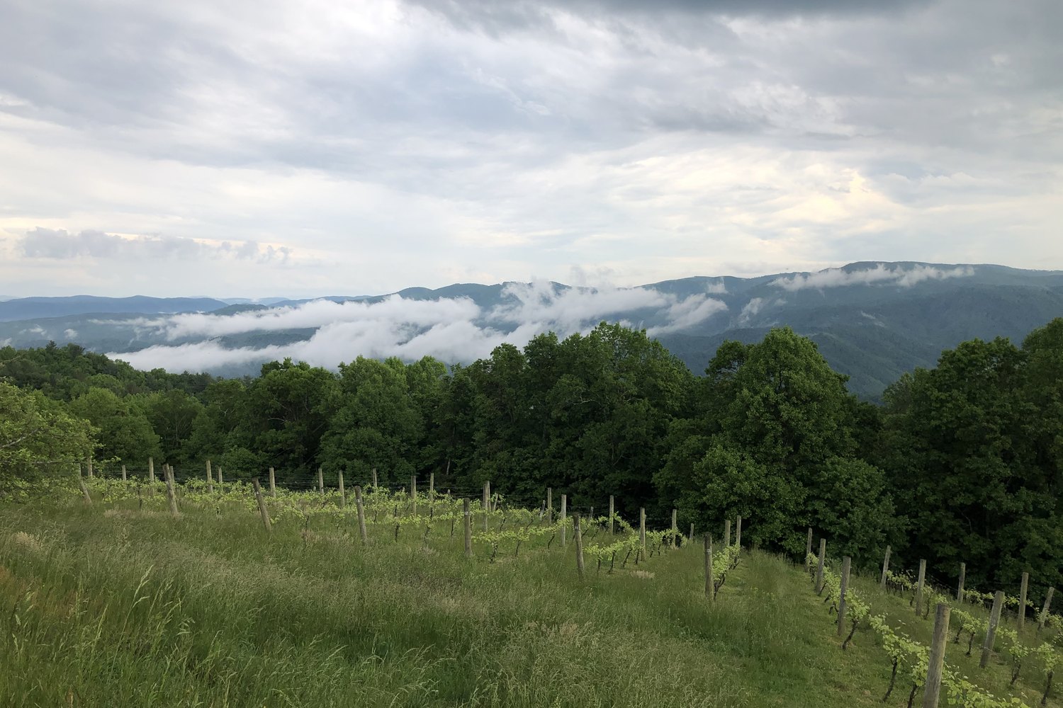 Young vines on a grassy slope, a line of hardwoods below, and low cloud lying in the valleys of the blue ridges beyond.